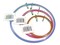 3.5-inch, 5-inch and 7-inch Spring Tension Embroidery Hoops,CNSTH-A3557, Set of 3